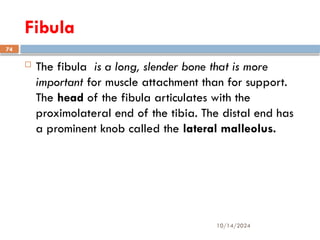 10/14/2024
74
Fibula
 The fibula is a long, slender bone that is more
important for muscle attachment than for support.
The head of the fibula articulates with the
proximolateral end of the tibia. The distal end has
a prominent knob called the lateral malleolus.
 