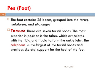10/14/2024
76
Pes (Foot)
 The foot contains 26 bones, grouped into the tarsus,
metatarsus, and phalanges
 Tarsus: There are seven tarsal bones. The most
superior in position is the talus, which articulates
with the tibia and fibula to form the ankle joint. The
calcaneus is the largest of the tarsal bones and
provides skeletal support for the heel of the foot.
 