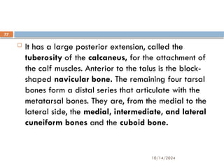 10/14/2024
77
 It has a large posterior extension, called the
tuberosity of the calcaneus, for the attachment of
the calf muscles. Anterior to the talus is the block-
shaped navicular bone. The remaining four tarsal
bones form a distal series that articulate with the
metatarsal bones. They are, from the medial to the
lateral side, the medial, intermediate, and lateral
cuneiform bones and the cuboid bone.
 