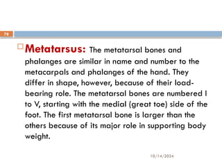 10/14/2024
78
Metatarsus: The metatarsal bones and
phalanges are similar in name and number to the
metacarpals and phalanges of the hand. They
differ in shape, however, because of their load-
bearing role. The metatarsal bones are numbered I
to V, starting with the medial (great toe) side of the
foot. The first metatarsal bone is larger than the
others because of its major role in supporting body
weight.
 