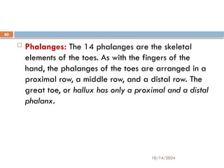 10/14/2024
80
 Phalanges: The 14 phalanges are the skeletal
elements of the toes. As with the fingers of the
hand, the phalanges of the toes are arranged in a
proximal row, a middle row, and a distal row. The
great toe, or hallux has only a proximal and a distal
phalanx.
 