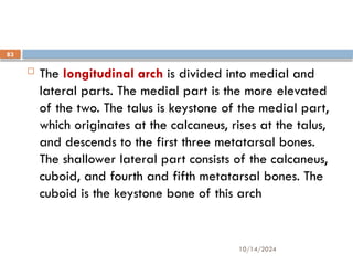 10/14/2024
83
 The longitudinal arch is divided into medial and
lateral parts. The medial part is the more elevated
of the two. The talus is keystone of the medial part,
which originates at the calcaneus, rises at the talus,
and descends to the first three metatarsal bones.
The shallower lateral part consists of the calcaneus,
cuboid, and fourth and fifth metatarsal bones. The
cuboid is the keystone bone of this arch
 