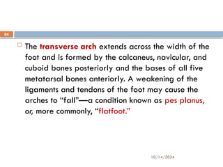 10/14/2024
84
 The transverse arch extends across the width of the
foot and is formed by the calcaneus, navicular, and
cuboid bones posteriorly and the bases of all five
metatarsal bones anteriorly. A weakening of the
ligaments and tendons of the foot may cause the
arches to “fall”—a condition known as pes planus,
or, more commonly, “flatfoot.”
 