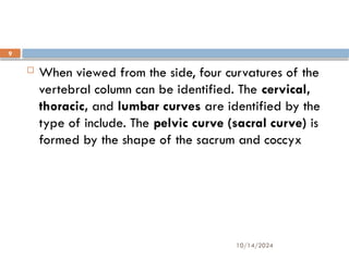 10/14/2024
9
 When viewed from the side, four curvatures of the
vertebral column can be identified. The cervical,
thoracic, and lumbar curves are identified by the
type of include. The pelvic curve (sacral curve) is
formed by the shape of the sacrum and coccyx
 