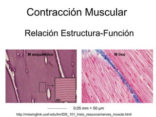 Relación Estructura-Función Contracción Muscular M esquelético M liso 0,05 mm = 50  µm http://missinglink.ucsf.edu/lm/IDS_101_histo_resource/nerves_muscle.html 