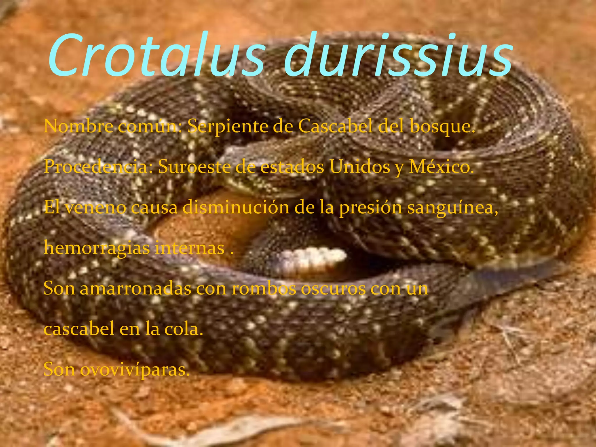 Crotalus durissius
Nombre común: Serpiente de Cascabel del bosque.

Procedencia: Suroeste de estados Unidos y México.

El veneno causa disminución de la presión sanguínea,

hemorragias internas .

Son amarronadas con rombos oscuros con un

cascabel en la cola.

Son ovovivíparas.
 