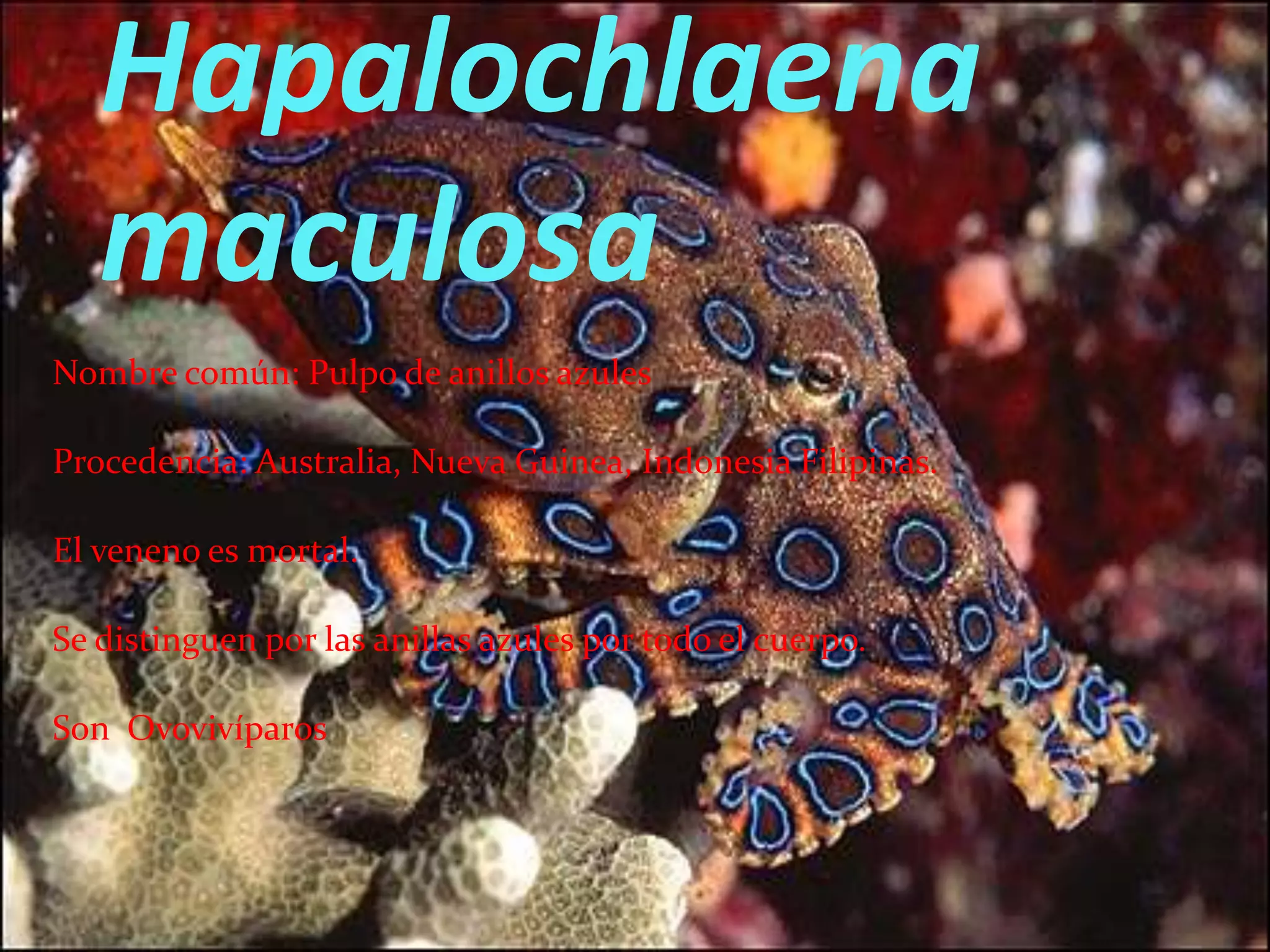Hapalochlaena
   maculosa
Nombre común: Pulpo de anillos azules

Procedencia: Australia, Nueva Guinea, Indonesia Filipinas.

El veneno es mortal.

Se distinguen por las anillas azules por todo el cuerpo.

Son Ovovivíparos
 