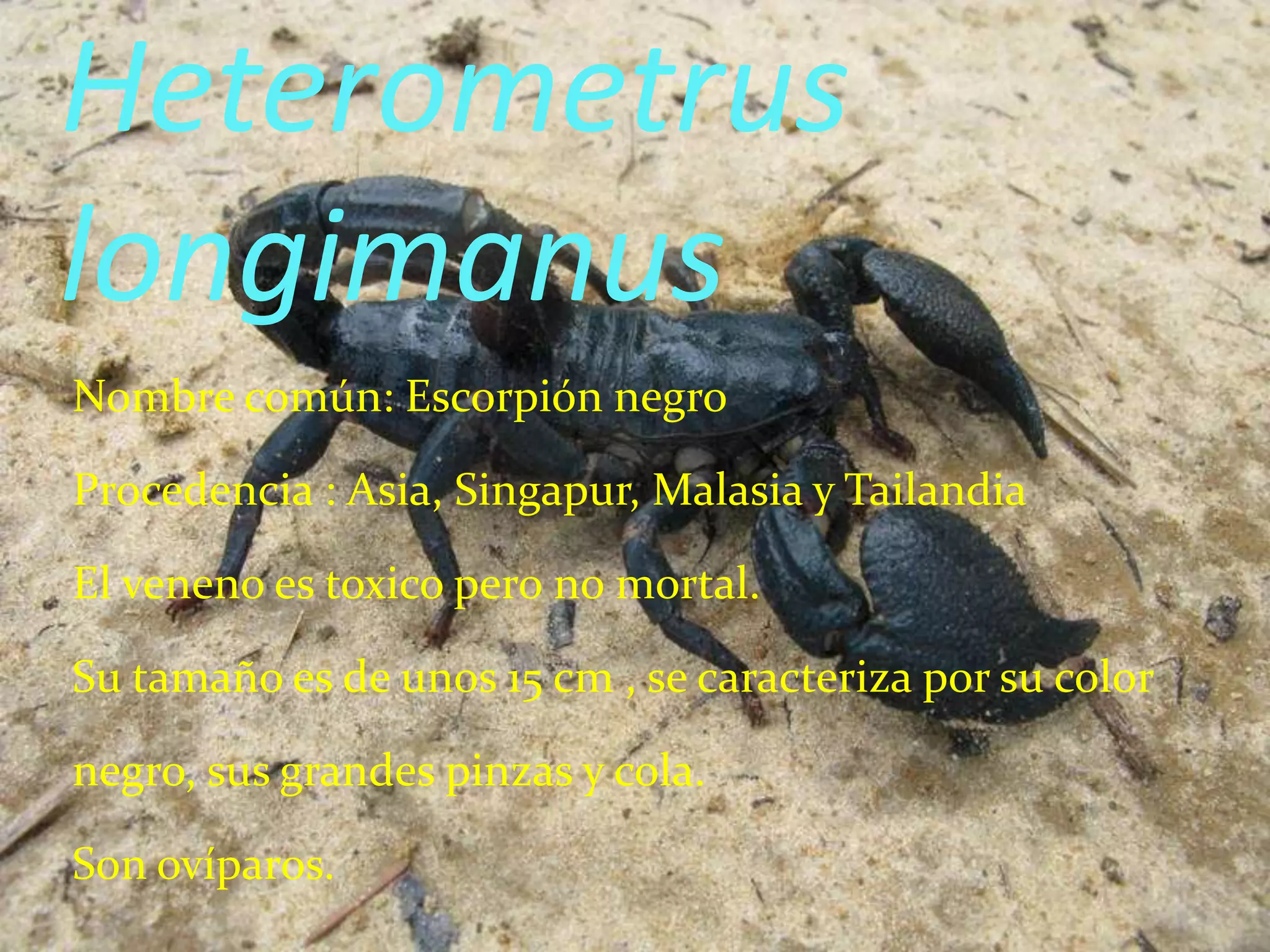 Heterometrus
longimanus
Nombre común: Escorpión negro

Procedencia : Asia, Singapur, Malasia y Tailandia

El veneno es toxico pero no mortal.

Su tamaño es de unos 15 cm , se caracteriza por su color

negro, sus grandes pinzas y cola.

Son ovíparos.
 