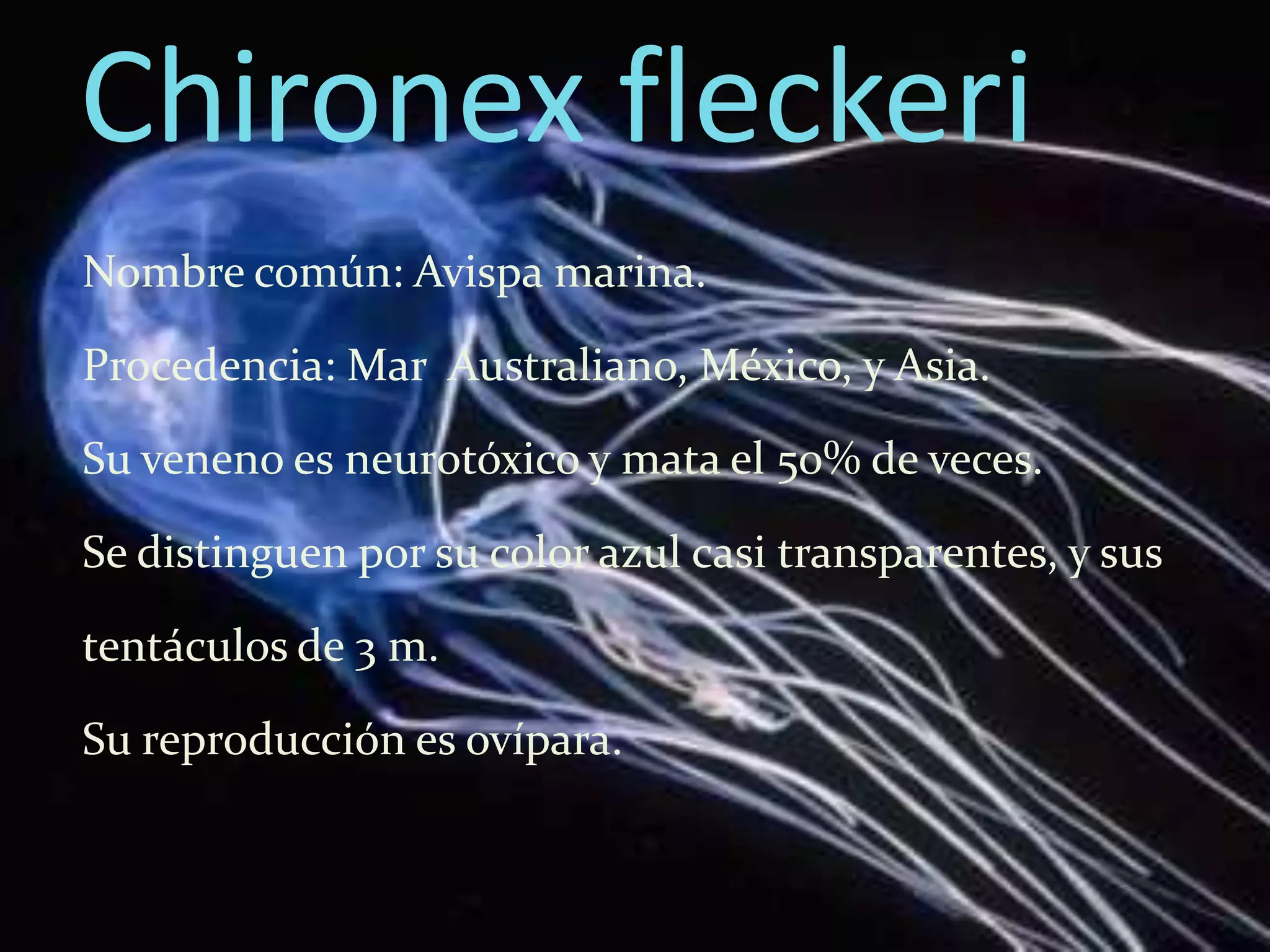 Chironex fleckeri
Nombre común: Avispa marina.

Procedencia: Mar Australiano, México, y Asia.

Su veneno es neurotóxico y mata el 50% de veces.

Se distinguen por su color azul casi transparentes, y sus

tentáculos de 3 m.

Su reproducción es ovípara.
 