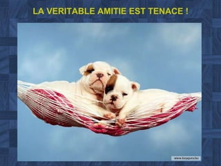 LA VERITABLE AMITIE EST TENACE ! 