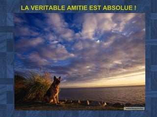 LA VERITABLE AMITIE EST ABSOLUE ! 