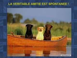 LA VERITABLE AMITIE EST SPONTANEE ! 