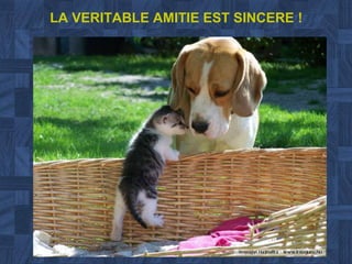 LA VERITABLE AMITIE EST SINCERE ! 