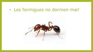 • Les formigues no dormen mai!
 