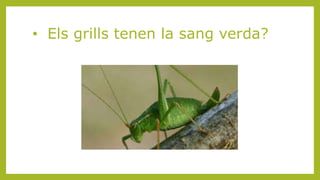 • Els grills tenen la sang verda?
 