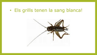 • Els grills tenen la sang blanca!
 