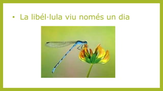 • La libél·lula viu només un dia
 