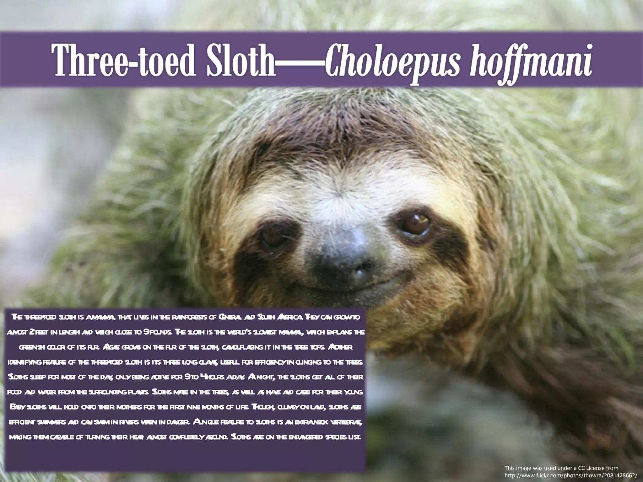 This image was used under a CC License from http://www.flickr.com/photos/thowra/2081428662/ The three-toed sloth is a mammal that lives in the rainforests of Central and South America. They can grow to almost 2 feet in length and weigh close to 9 pounds. The sloth is the world’s slowest mammal, which explains the greenish color of its fur. Algae grows on the fur of the sloth, camouflaging it in the tree tops. Another identifying feature of the three-toed sloth is its three long claws, useful for efficiency in clinging to the trees. Sloths sleep for most of the day, only being active for 9 to 4 hours a day. At night, the sloths get all of their food and water from the surrounding plants. Sloths mate in the trees, as well as have and care for their young. Baby sloths will hold onto their mothers for the first nine months of life. Though, clumsy on land, sloths are efficient swimmers and can swim in rivers when in danger. A unique feature to sloths is an extra neck vertebrae, making them capable of turning their head almost completely around. Sloths are on the endangered species list. 