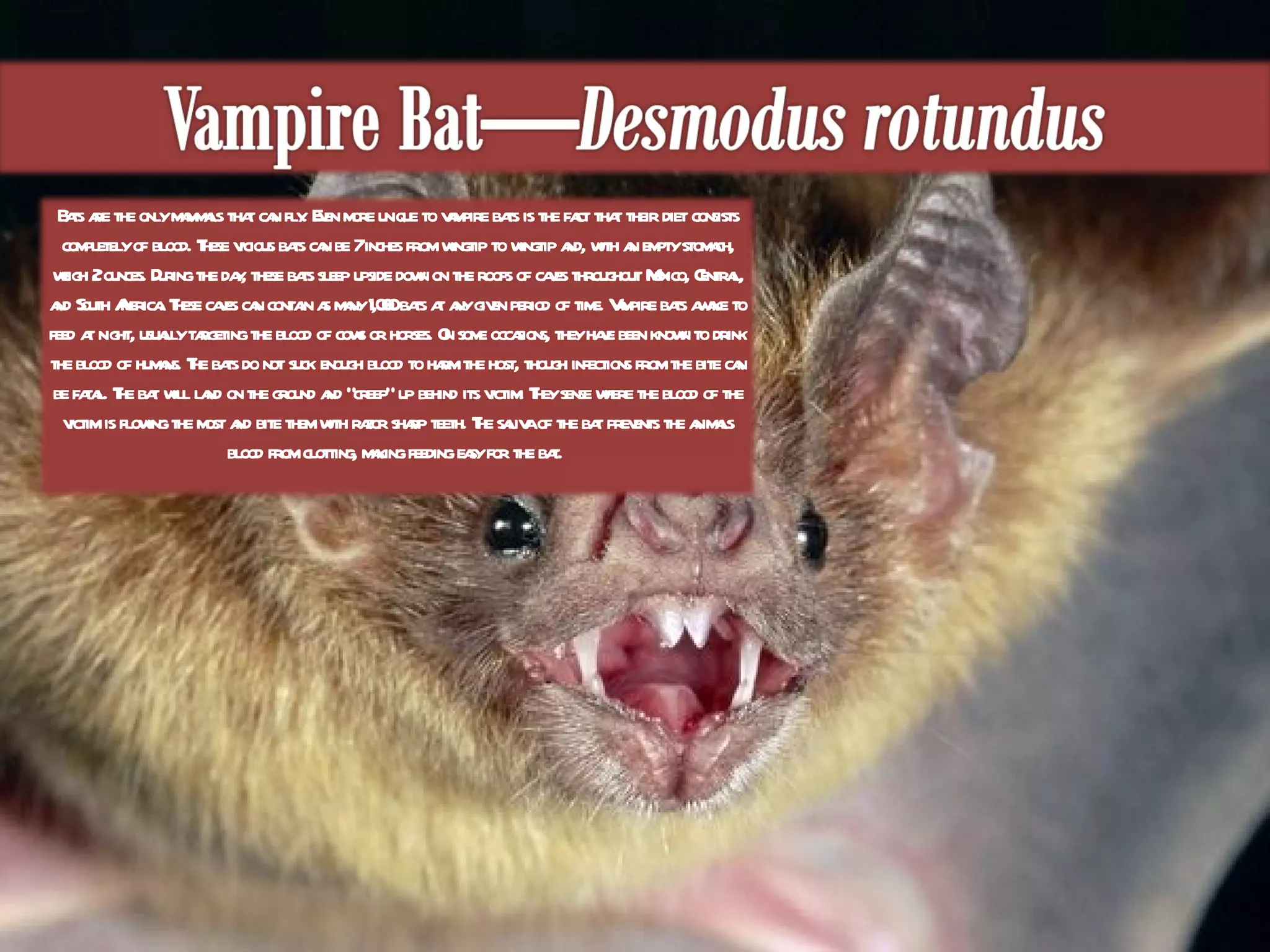 Bats are the only mammals that can fly. Even more unique to vampire bats is the fact that their diet consists completely of blood. These vicious bats can be 7 inches from wingtip to wingtip and, with an empty stomach, weigh 2 ounces. During the day, these bats sleep upside down on the roofs of caves throughout Mexico, Central, and South America. These caves can contain as many 1,000 bats at any given period of time. Vampire bats awake to feed at night, usually targeting the blood of cows or horses. On some occasions, they have been known to drink the blood of humans. The bats do not suck enough blood to harm the host, though infections from the bite can be fatal. The bat will land on the ground and “creep” up behind its victim. They sense where the blood of the victim is flowing the most and bite them with razor sharp teeth. The saliva of the bat prevents the animals blood from clotting, making feeding easy for the bat.  