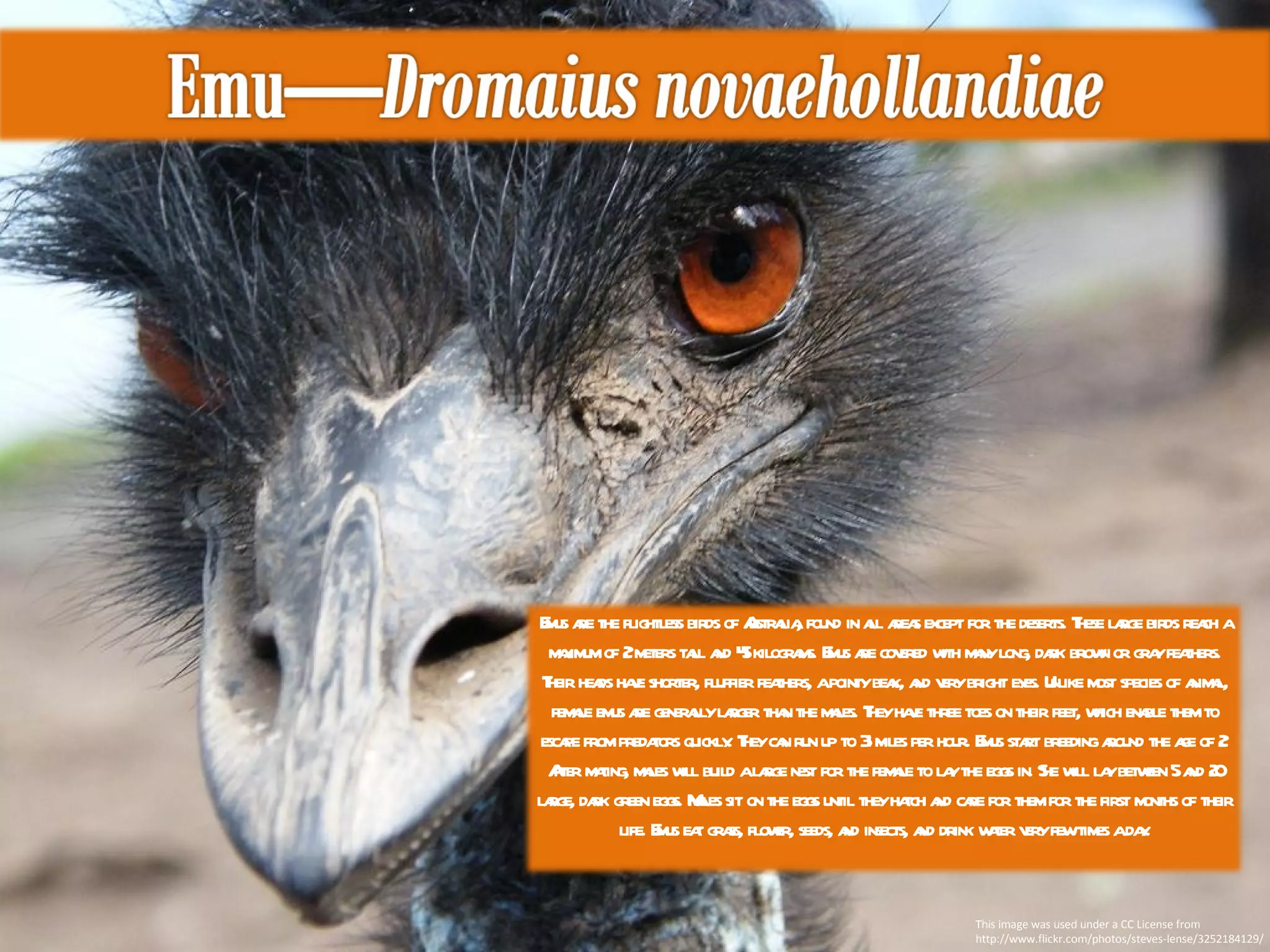 This image was used under a CC License from http://www.flickr.com/photos/steves-lense/3252184129/ Emus are the flightless birds of Australia, found in all areas except for the deserts. These large birds reach a maximum of 2 meters tall and 45 kilograms. Emus are covered with many long, dark brown or gray feathers. Their heads have shorter, fluffier feathers, a pointy beak, and very bright eyes. Unlike most species of animal, female emus are generally larger than the males. They have three toes on their feet, which enable them to escape from predators quickly. They can run up to 31 miles per hour. Emus start breeding around the age of 2. After mating, males will build a large nest for the female to lay the eggs in. She will lay between 5 and 20 large, dark green eggs. Males sit on the eggs until they hatch and care for them for the first months of their life. Emus eat grass, flower, seeds, and insects, and drink water very few times a day. 