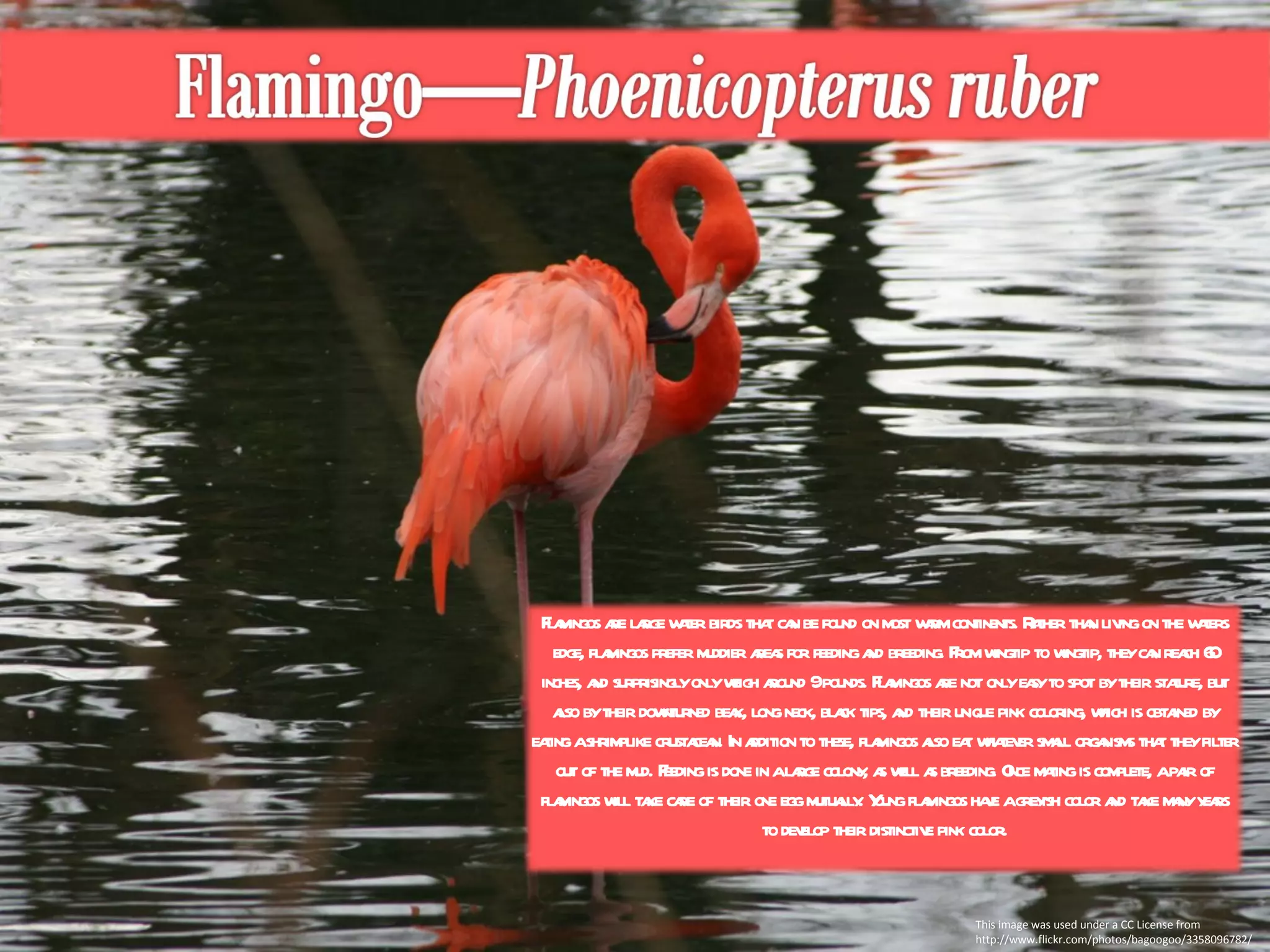 This image was used under a CC License from http://www.flickr.com/photos/bagoogoo/3358096782/ Flamingos are large water birds that can be found on most warm continents. Rather than living on the waters edge, flamingos prefer muddier areas for feeding and breeding. From wingtip to wingtip, they can reach 60 inches, and surprisingly only weigh around 9 pounds. Flamingos are not only easy to spot by their stature, but also by their downturned beak, long neck, black tips, and their unique pink coloring, which is obtained by eating a shrimplike crustacean. In addition to these, flamingos also eat whatever small organisms that they filter out of the mud. Feeding is done in a large colony, as well as breeding. Once mating is complete, a pair of flamingos will take care of their one egg mutually. Young flamingos have a greyish color and take many years to develop their distinctive pink color. 