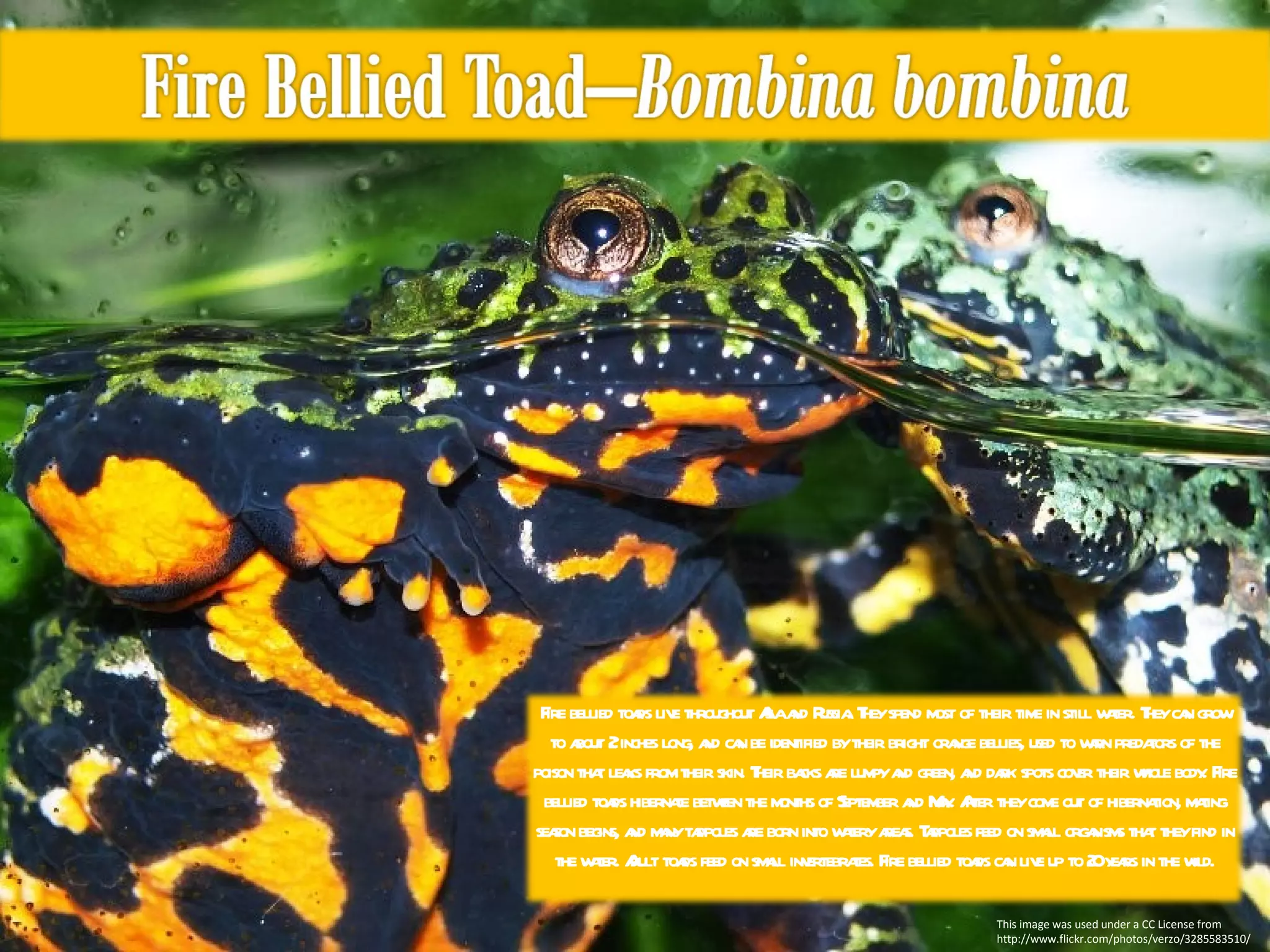 This image was used under a CC License from http://www.flickr.com/photos/verzo/3285583510/ Fire bellied toads live throughout Asia and Russia. They spend most of their time in still water. They can grow to about 2 inches long, and can be identified by their bright orange bellies, used to warn predators of the poison that leaks from their skin. Their backs are lumpy and green, and dark spots cover their whole body. Fire bellied toads hibernate between the months of September and May. After they come out of hibernation, mating season begins, and many tadpoles are born into watery areas. Tadpoles feed on small organisms that they find in the water. Adult toads feed on small invertebrates. Fire bellied toads can live up to 20 years in the wild. 