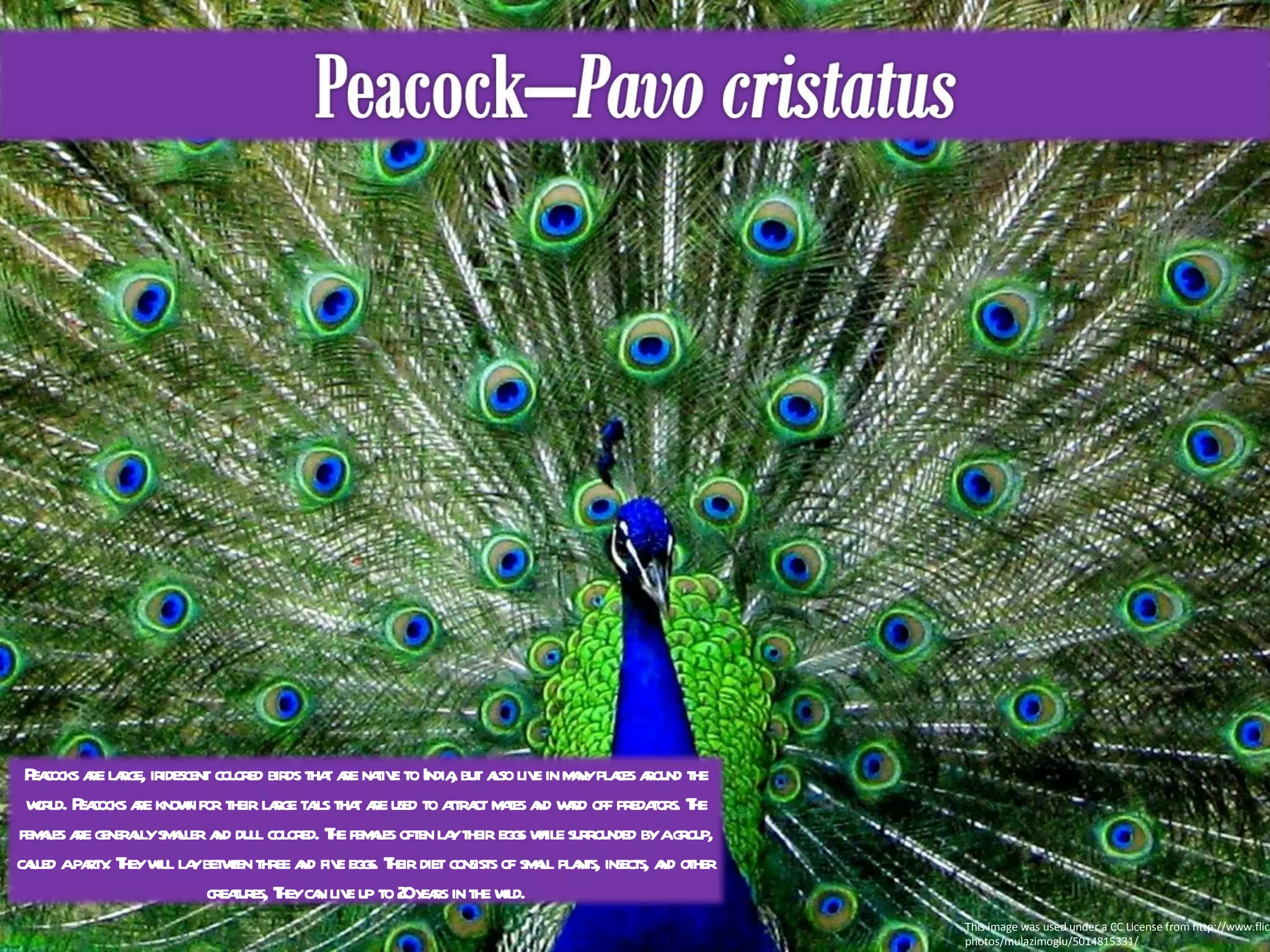 This image was used under a CC License from http://www.flickr.com/photos/mulazimoglu/5014815331/ Peacocks are large, iridescent colored birds that are native to India, but also live in many places around the world. Peacocks are known for their large tails that are used to attract mates and ward off predators. The females are generally smaller and dull colored. The females often lay their eggs while surrounded by a group, called a party. They will lay between three and five eggs. Their diet consists of small plants, insects, and other creatures, They can live up to 20 years in the wild. 