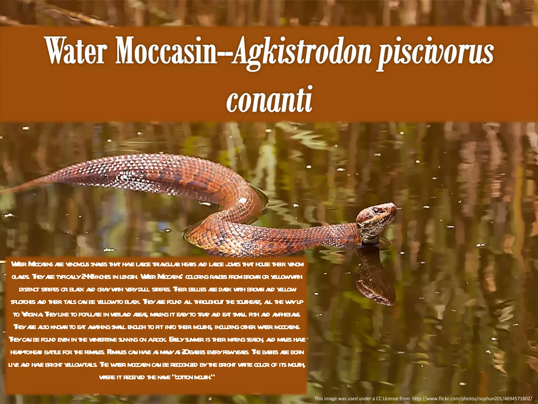 This image was used under a CC License from  http://www.flickr.com/photos/nophun201/4694571802/ Water Moccasins are venomous snakes that have large triangular heads and large jowls that house their venom glands. They are typically 24-48 inches in length. Water Moccasins' coloring ranges from brown or yellow with distinct stripes or black and gray with very dull stripes. Their bellies are dark with brown and yellow splotches and their tails can be yellow to black. They are found all throughout the southeast, all the way up to Virginia. They like to populate in wetland areas, making it easy to trap and eat small fish and amphibians. They are also known to eat anything small enough to fit into their mouths, including other water moccasins. They can be found even in the wintertime sunning on a rock. Early summer is their mating season, and males have head-to-head battle for the females. Females can have as many as 20 babies every few years. The babies are born live and have bright yellow tails. The water moccasin can be recognized by the bright white color of its mouth, where it received the name "cotton mouth." 