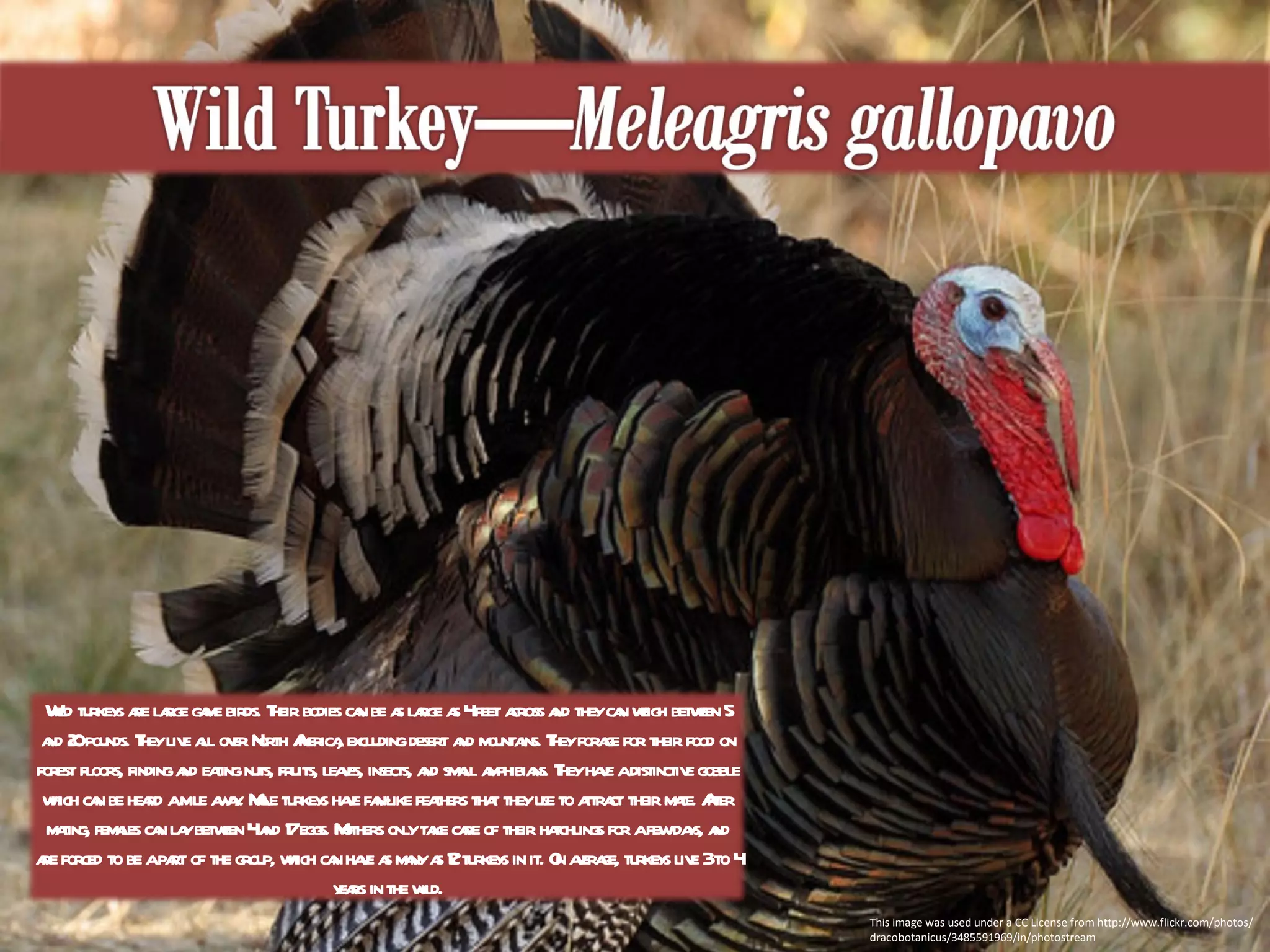 This image was used under a CC License from http://www.flickr.com/photos/dracobotanicus/3485591969/in/photostream Wild turkeys are large game birds. Their bodies can be as large as 4 feet across and they can weigh between 5 and 20 pounds. They live all over North America, excluding desert and mountains. They forage for their food on forest floors, finding and eating nuts, fruits, leaves, insects, and small amphibians. They have a distinctive gobble which can be heard a mile away. Male turkeys have fan-like feathers that they use to attract their mate. After mating, females can lay between 4 and 17 eggs. Mothers only take care of their hatchlings for a few days, and are forced to be a part of the group, which can have as many as 12 turkeys in it. On average, turkeys live 3 to 4 years in the wild. 