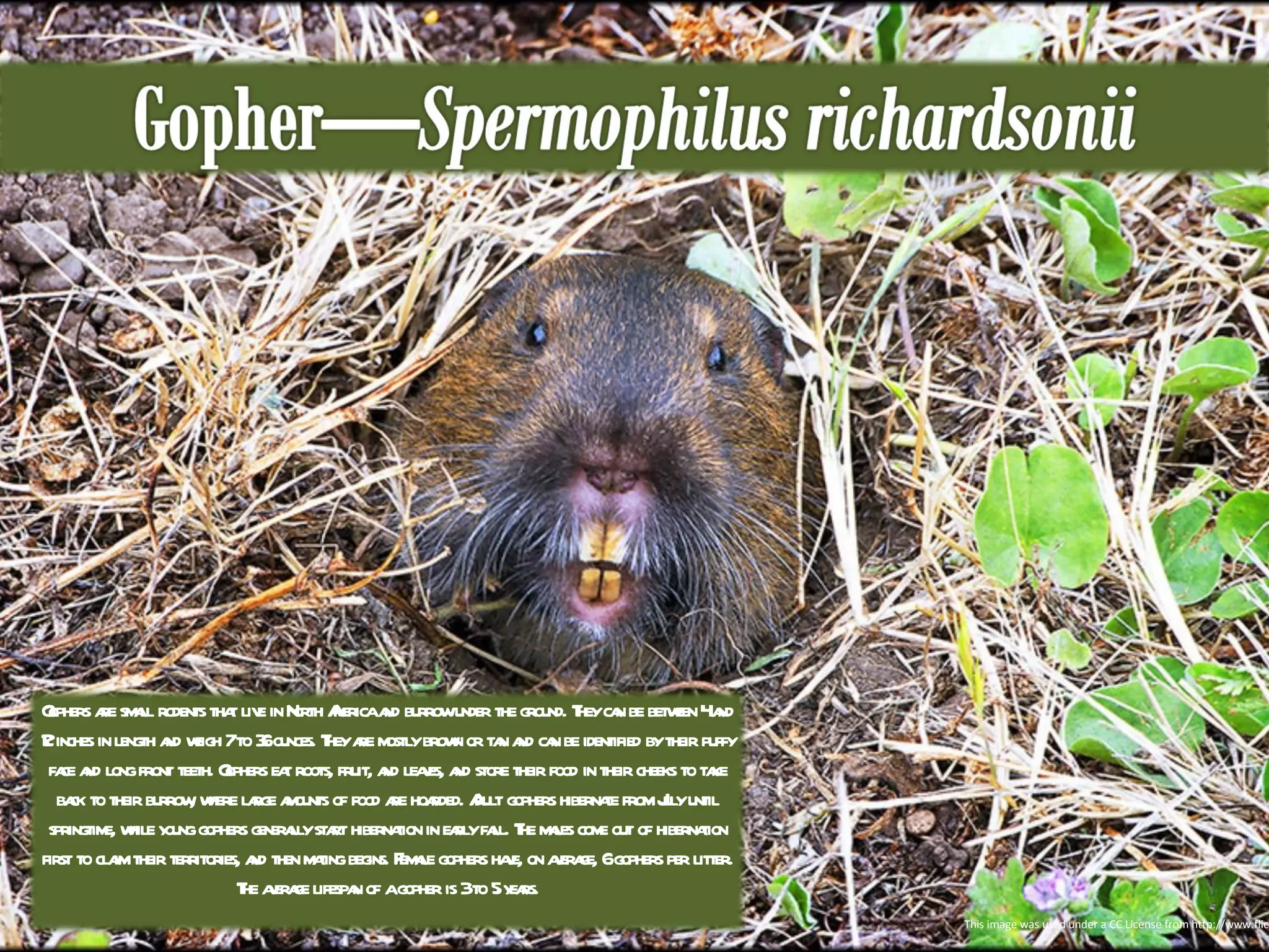 This image was used under a CC License from http://www.flickr.com/photos/zygzee/412303645/ Gophers are small rodents that live in North America and burrow under the ground. They can be between 4 and 12 inches in length and weigh 7 to 36 ounces. They are mostly brown or tan and can be identified by their puffy face and long front teeth. Gophers eat roots, fruit, and leaves, and store their food in their cheeks to take back to their burrow, where large amounts of food are hoarded. Adult gophers hibernate from July until springtime, while young gophers generally start hibernation in early fall. The males come out of hibernation first to claim their territories, and then mating begins. Female gophers have, on average, 6 gophers per litter. The average lifespan of a gopher is 3 to 5 years. 