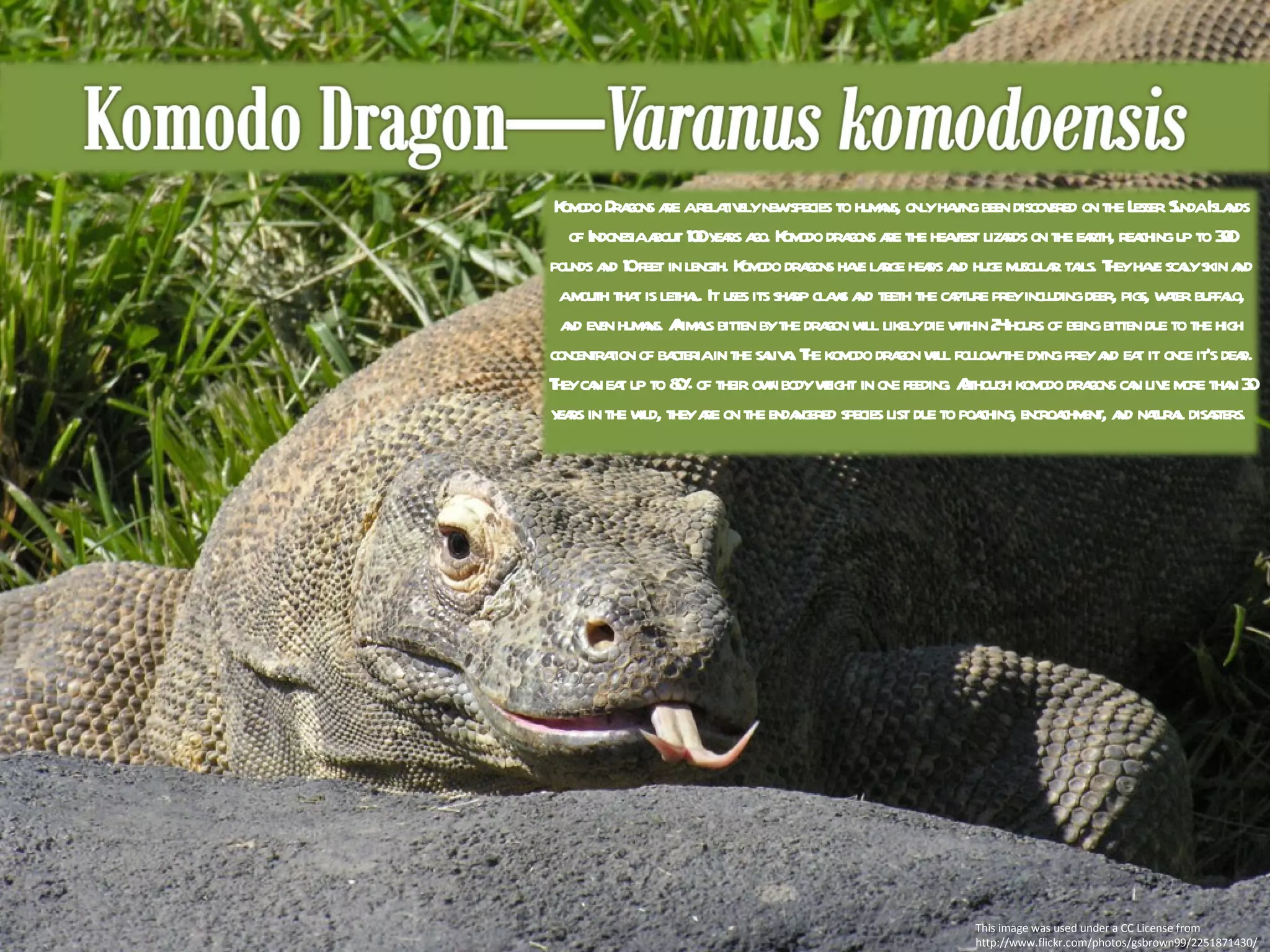 This image was used under a CC License from http://www.flickr.com/photos/gsbrown99/2251871430/ Komodo Dragons are a relatively new species to humans, only having been discovered on the Lesser Sunda Islands of Indonesia about 100 years ago. Komodo dragons are the heaviest lizards on the earth, reaching up to 300 pounds and 10 feet in length. Komodo dragons have large heads and huge muscular tails. They have scaly skin and a mouth that is lethal. It uses its sharp claws and teeth the capture prey including deer, pigs, water buffalo, and even humans. Animals bitten by the dragon will likely die within 24 hours of being bitten due to the high concentration of bacteria in the saliva. The komodo dragon will follow the dying prey and eat it once it's dead. They can eat up to 80% of their own body weight in one feeding. Although komodo dragons can live more than 30 years in the wild, they are on the endangered species list due to poaching, encroachment, and natural disasters.  