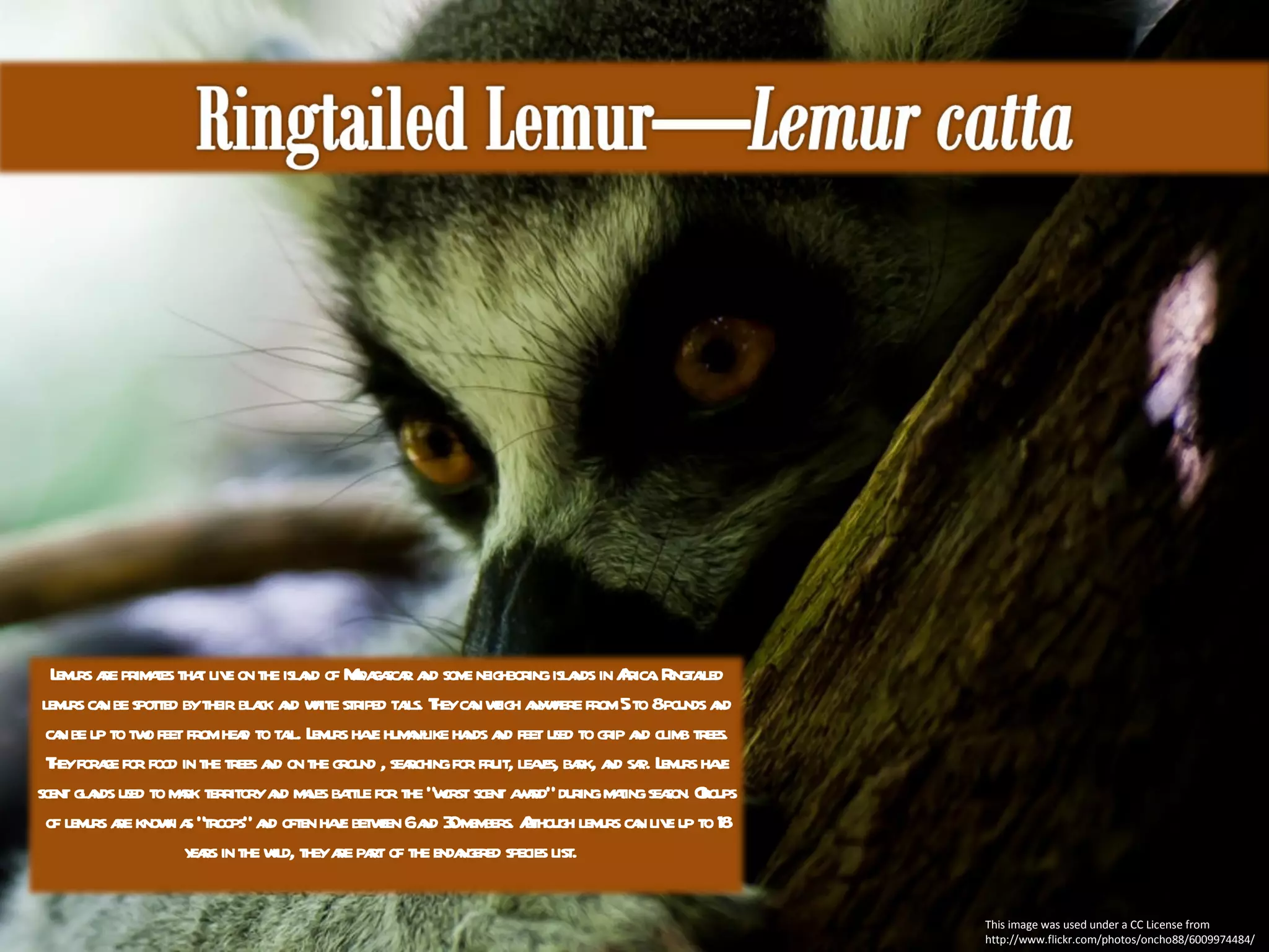 This image was used under a CC License from http://www.flickr.com/photos/oncho88/6009974484/ Lemurs are primates that live on the island of Madagascar and some neighboring islands in Africa. Ringtailed lemurs can be spotted by their black and white striped tails. They can weigh anywhere from 5 to 8 pounds and can be up to two feet from head to tail. Lemurs have human-like hands and feet used to grip and climb trees. They forage for food in the trees and on the ground , searching for fruit, leaves, bark, and sap. Lemurs have scent glands used to mark territory and males battle for the “worst scent award” during mating season. Groups of lemurs are known as “troops” and often have between 6 and 30 members. Although lemurs can live up to 18 years in the wild, they are part of the endangered species list.  