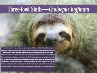This image was used under a CC License from http://www.flickr.com/photos/thowra/2081428662/ The three-toed sloth is a mammal that lives in the rainforests of Central and South America. They can grow to almost 2 feet in length and weigh close to 9 pounds. The sloth is the world’s slowest mammal, which explains the greenish color of its fur. Algae grows on the fur of the sloth, camouflaging it in the tree tops. Another identifying feature of the three-toed sloth is its three long claws, useful for efficiency in clinging to the trees. Sloths sleep for most of the day, only being active for 9 to 4 hours a day. At night, the sloths get all of their food and water from the surrounding plants. Sloths mate in the trees, as well as have and care for their young. Baby sloths will hold onto their mothers for the first nine months of life. Though, clumsy on land, sloths are efficient swimmers and can swim in rivers when in danger. A unique feature to sloths is an extra neck vertebrae, making them capable of turning their head almost completely around. Sloths are on the endangered species list. 