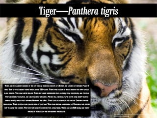 This image was used under a CC License from http://www.flickr.com/photos/moonauto/3537840266/ Tigers are the largest member of the cat family, reaching heights of 3.5 feet and lengths of between 4 and 9 feet. Some of the largest tigers weigh almost 700 pounds. Tigers have a coat of thick reddish fur with unique black stripes. They have white bellies. Tigers eat large vertebrates such as deer, pigs, crocodiles, and pythons. They are mostly nocturnal and are fantastic swimmers. A tiger will generally live on its own, except during mating season, which falls between November and April. Tiger cubs only develop for around 3 months before being born. Three or four cubs can be born at one time. Tiger cubs become independent at 18 months, but choose not to leave the mother. They may not leave the mother for a few years. Tigers can live 10-15 years, but every species of tiger is on the endangered species list. 