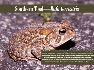 This image was used under a CC  License from http://www.flickr.com/photos/42389547@N00/3742108635/sizes/o/in/photostream/  The Southern Toad is a small toad that ranges from 1-5 inches in length. Their colors can be red, black, or brown and will very rarely have darker spots. The Southern Toad will have very few warts on it. It also has highly pronounced knobs on the side of its head. They most often live in swamps, marshes, or sandy areas. During the day, the Southern Toad burrows under the ground to hide. It comes out at night to hunt for small invertebrates like snails and beetles. They have also been known anything they can fit in their mouth. They are found in the southern part of America, near Louisiana, Florida, Georgia, Mississippi, and Alabama.  
