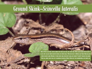 This image was used under a CC License from http://www.flickr.com/photos/42389547@N00/526158135/ Ground Skinks are small skinny lizards that have long tails and short legs. Their colors range from golden to black with a black stripe down the sides and whitish belly. They are found in Georgia and South Carolina, most often in moist places. Because of their short legs, they don’t climb, but rather “slither” through the leaves. They will break their tails off in dangerous situations. Ground Skinks eat tiny invertebrates, like insects and spiders.  