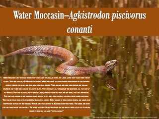 This image was used under a CC License from  http://www.flickr.com/photos/nophun201/4694571802/ Water Moccasins are venomous snakes that have large triangular heads and large jowls that house their venom glands. They are typically 24-48 inches in length. Water Moccasins' coloring ranges from brown or yellow with distinct stripes or black and gray with very dull stripes. Their bellies are dark with brown and yellow splotches and their tails can be yellow to black. They are found all throughout the southeast, all the way up to Virginia. They like to populate in wetland areas, making it easy to trap and eat small fish and amphibians. They are also known to eat anything small enough to fit into their mouths, including other water moccasins. They can be found even in the wintertime sunning on a rock. Early summer is their mating season, and males have head-to-head battle for the females. Females can have as many as 20 babies every few years. The babies are born live and have bright yellow tails. The water moccasin can be recognized by the bright white color of its mouth, where it received the name "cotton mouth." 