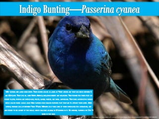 This image was used under a CC License from http://www.flickr.com/photos/8272102@N04/497208595/ Wild turkeys are large game birds. Their bodies can be as large as 4 feet across and they can weigh between 5 and 20 pounds. They live all over North America, excluding desert and mountains. They forage for their food on forest floors, finding and eating nuts, fruits, leaves, insects, and small amphibians. They have a distinctive gobble which can be heard a mile away. Male turkeys have fan-like feathers that they use to attract their mate. After mating, females can lay between 4 and 17 eggs. Mothers only take care of their hatchlings for a few days, and are forced to be a part of the group, which can have as many as 12 turkeys in it. On average, turkeys live 3 to 4 years in the wild. 