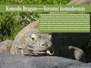 This image was used under a CC License from http://www.flickr.com/photos/gsbrown99/2251871430/ Komodo Dragons are a relatively new species to humans, only having been discovered on the Lesser Sunda Islands of Indonesia about 100 years ago. Komodo dragons are the heaviest lizards on the earth, reaching up to 300 pounds and 10 feet in length. Komodo dragons have large heads and huge muscular tails. They have scaly skin and a mouth that is lethal. It uses its sharp claws and teeth the capture prey including deer, pigs, water buffalo, and even humans. Animals bitten by the dragon will likely die within 24 hours of being bitten due to the high concentration of bacteria in the saliva. The komodo dragon will follow the dying prey and eat it once it's dead. They can eat up to 80% of their own body weight in one feeding. Although komodo dragons can live more than 30 years in the wild, they are on the endangered species list due to poaching, encroachment, and natural disasters.  