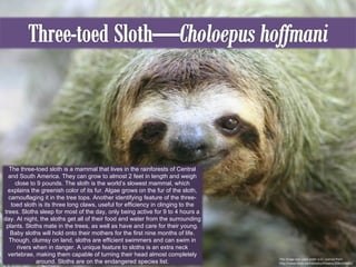 This image was used under a CC License from http://www.flickr.com/photos/thowra/2081428662/ The three-toed sloth is a mammal that lives in the rainforests of Central and South America. They can grow to almost 2 feet in length and weigh close to 9 pounds. The sloth is the world’s slowest mammal, which explains the greenish color of its fur. Algae grows on the fur of the sloth, camouflaging it in the tree tops. Another identifying feature of the three-toed sloth is its three long claws, useful for efficiency in clinging to the trees. Sloths sleep for most of the day, only being active for 9 to 4 hours a day. At night, the sloths get all of their food and water from the surrounding plants. Sloths mate in the trees, as well as have and care for their young. Baby sloths will hold onto their mothers for the first nine months of life. Though, clumsy on land, sloths are efficient swimmers and can swim in rivers when in danger. A unique feature to sloths is an extra neck vertebrae, making them capable of turning their head almost completely around. Sloths are on the endangered species list. 