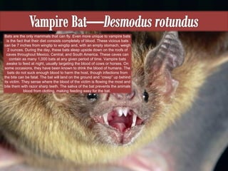 Bats are the only mammals that can fly. Even more unique to vampire bats is the fact that their diet consists completely of blood. These vicious bats can be 7 inches from wingtip to wingtip and, with an empty stomach, weigh 2 ounces. During the day, these bats sleep upside down on the roofs of caves throughout Mexico, Central, and South America. These caves can contain as many 1,000 bats at any given period of time. Vampire bats awake to feed at night, usually targeting the blood of cows or horses. On some occasions, they have been known to drink the blood of humans. The bats do not suck enough blood to harm the host, though infections from the bite can be fatal. The bat will land on the ground and “creep” up behind its victim. They sense where the blood of the victim is flowing the most and bite them with razor sharp teeth. The saliva of the bat prevents the animals blood from clotting, making feeding easy for the bat.  