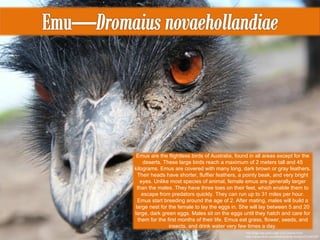 This image was used under a CC License from http://www.flickr.com/photos/steves-lense/3252184129/ Emus are the flightless birds of Australia, found in all areas except for the deserts. These large birds reach a maximum of 2 meters tall and 45 kilograms. Emus are covered with many long, dark brown or gray feathers. Their heads have shorter, fluffier feathers, a pointy beak, and very bright eyes. Unlike most species of animal, female emus are generally larger than the males. They have three toes on their feet, which enable them to escape from predators quickly. They can run up to 31 miles per hour. Emus start breeding around the age of 2. After mating, males will build a large nest for the female to lay the eggs in. She will lay between 5 and 20 large, dark green eggs. Males sit on the eggs until they hatch and care for them for the first months of their life. Emus eat grass, flower, seeds, and insects, and drink water very few times a day. 