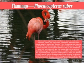 This image was used under a CC License from http://www.flickr.com/photos/bagoogoo/3358096782/ Flamingos are large water birds that can be found on most warm continents. Rather than living on the waters edge, flamingos prefer muddier areas for feeding and breeding. From wingtip to wingtip, they can reach 60 inches, and surprisingly only weigh around 9 pounds. Flamingos are not only easy to spot by their stature, but also by their downturned beak, long neck, black tips, and their unique pink coloring, which is obtained by eating a shrimplike crustacean. In addition to these, flamingos also eat whatever small organisms that they filter out of the mud. Feeding is done in a large colony, as well as breeding. Once mating is complete, a pair of flamingos will take care of their one egg mutually. Young flamingos have a greyish color and take many years to develop their distinctive pink color. 
