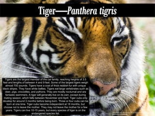 This image was used under a CC License from http://www.flickr.com/photos/moonauto/3537840266/ Tigers are the largest member of the cat family, reaching heights of 3.5 feet and lengths of between 4 and 9 feet. Some of the largest tigers weigh almost 700 pounds. Tigers have a coat of thick reddish fur with unique black stripes. They have white bellies. Tigers eat large vertebrates such as deer, pigs, crocodiles, and pythons. They are mostly nocturnal and are fantastic swimmers. A tiger will generally live on its own, except during mating season, which falls between November and April. Tiger cubs only develop for around 3 months before being born. Three or four cubs can be born at one time. Tiger cubs become independent at 18 months, but choose not to leave the mother. They may not leave the mother for a few years. Tigers can live 10-15 years, but every species of tiger is on the endangered species list. 