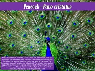 This image was used under a CC License from http://www.flickr.com/photos/mulazimoglu/5014815331/ Peacocks are large, iridescent colored birds that are native to India, but also live in many places around the world. Peacocks are known for their large tails that are used to attract mates and ward off predators. The females are generally smaller and dull colored. The females often lay their eggs while surrounded by a group, called a party. They will lay between three and five eggs. Their diet consists of small plants, insects, and other creatures, They can live up to 20 years in the wild. 