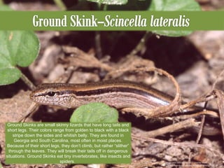 This image was used under a CC License from http://www.flickr.com/photos/42389547@N00/526158135/ Ground Skinks are small skinny lizards that have long tails and short legs. Their colors range from golden to black with a black stripe down the sides and whitish belly. They are found in Georgia and South Carolina, most often in moist places. Because of their short legs, they don’t climb, but rather “slither” through the leaves. They will break their tails off in dangerous situations. Ground Skinks eat tiny invertebrates, like insects and spiders.  