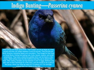 This image was used under a CC License from http://www.flickr.com/photos/8272102@N04/497208595/ Wild turkeys are large game birds. Their bodies can be as large as 4 feet across and they can weigh between 5 and 20 pounds. They live all over North America, excluding desert and mountains. They forage for their food on forest floors, finding and eating nuts, fruits, leaves, insects, and small amphibians. They have a distinctive gobble which can be heard a mile away. Male turkeys have fan-like feathers that they use to attract their mate. After mating, females can lay between 4 and 17 eggs. Mothers only take care of their hatchlings for a few days, and are forced to be a part of the group, which can have as many as 12 turkeys in it. On average, turkeys live 3 to 4 years in the wild. 