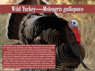 This image was used under a CC License from http://www.flickr.com/photos/dracobotanicus/3485591969/in/photostream Wild turkeys are large game birds. Their bodies can be as large as 4 feet across and they can weigh between 5 and 20 pounds. They live all over North America, excluding desert and mountains. They forage for their food on forest floors, finding and eating nuts, fruits, leaves, insects, and small amphibians. They have a distinctive gobble which can be heard a mile away. Male turkeys have fan-like feathers that they use to attract their mate. After mating, females can lay between 4 and 17 eggs. Mothers only take care of their hatchlings for a few days, and are forced to be a part of the group, which can have as many as 12 turkeys in it. On average, turkeys live 3 to 4 years in the wild. 