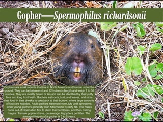 This image was used under a CC License from http://www.flickr.com/photos/zygzee/412303645/ Gophers are small rodents that live in North America and burrow under the ground. They can be between 4 and 12 inches in length and weigh 7 to 36 ounces. They are mostly brown or tan and can be identified by their puffy face and long front teeth. Gophers eat roots, fruit, and leaves, and store their food in their cheeks to take back to their burrow, where large amounts of food are hoarded. Adult gophers hibernate from July until springtime, while young gophers generally start hibernation in early fall. The males come out of hibernation first to claim their territories, and then mating begins. Female gophers have, on average, 6 gophers per litter. The average lifespan of a gopher is 3 to 5 years. 