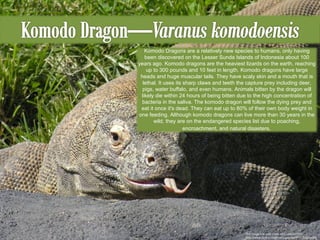 This image was used under a CC License from http://www.flickr.com/photos/gsbrown99/2251871430/ Komodo Dragons are a relatively new species to humans, only having been discovered on the Lesser Sunda Islands of Indonesia about 100 years ago. Komodo dragons are the heaviest lizards on the earth, reaching up to 300 pounds and 10 feet in length. Komodo dragons have large heads and huge muscular tails. They have scaly skin and a mouth that is lethal. It uses its sharp claws and teeth the capture prey including deer, pigs, water buffalo, and even humans. Animals bitten by the dragon will likely die within 24 hours of being bitten due to the high concentration of bacteria in the saliva. The komodo dragon will follow the dying prey and eat it once it's dead. They can eat up to 80% of their own body weight in one feeding. Although komodo dragons can live more than 30 years in the wild, they are on the endangered species list due to poaching, encroachment, and natural disasters .  
